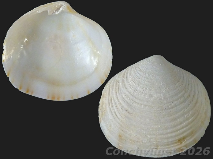 Semele australis