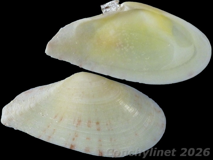 Tellinella tithonia