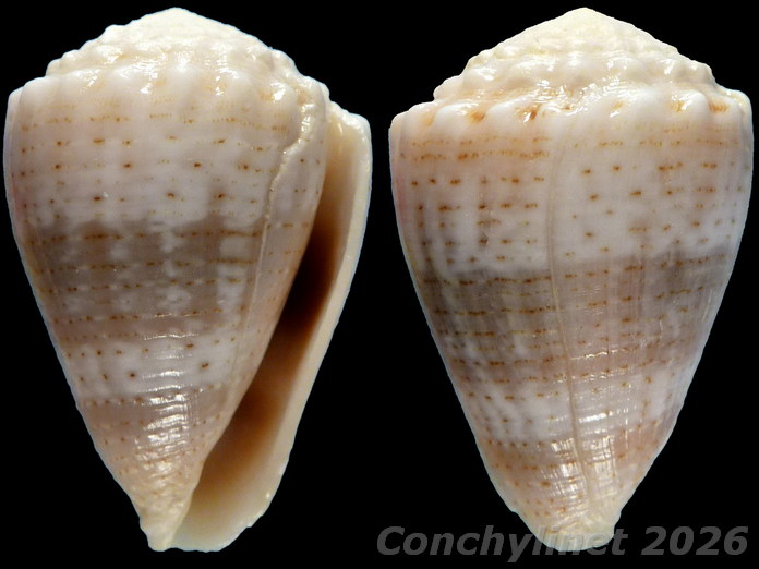 Conus miliaris