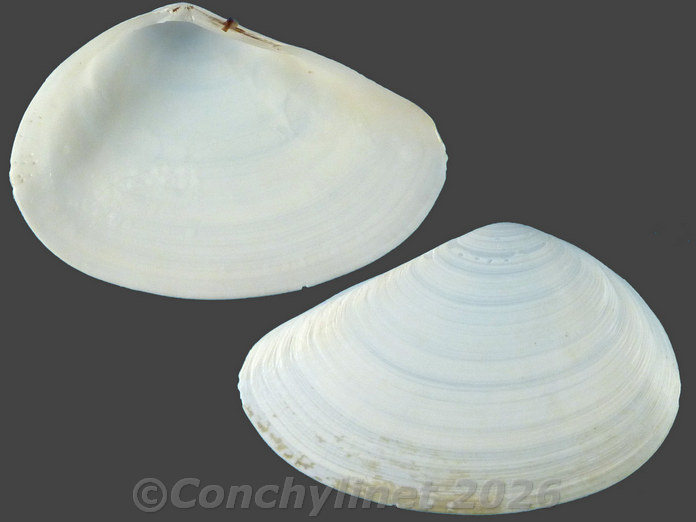 Homalina trilatera