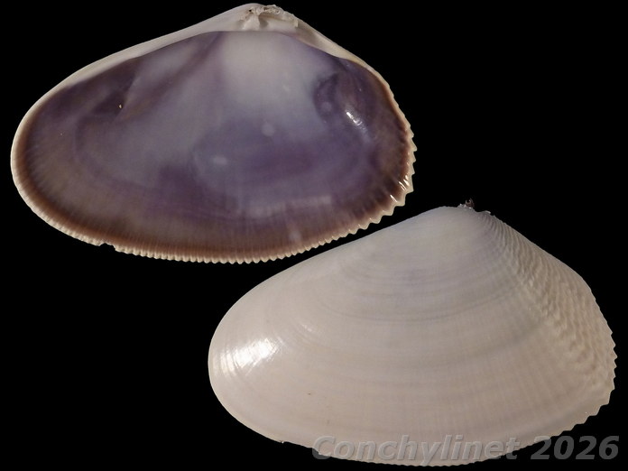 Donax serra