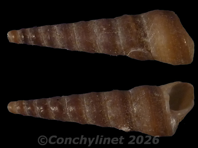 Turritella sanguinea