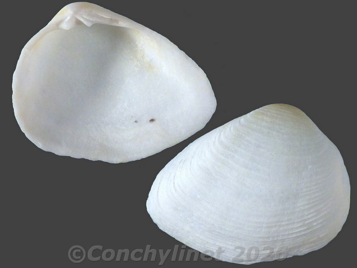 Gastrana matadoa