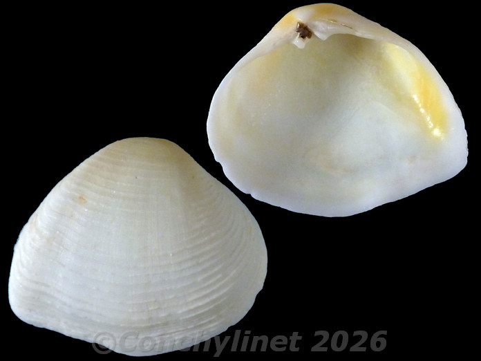 Gastrana matadoa