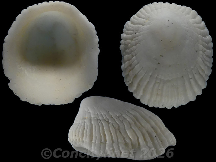 Sabia australis Sabia australis