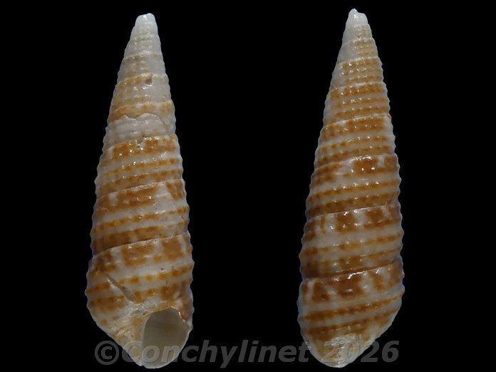 Cacozeliana granaria