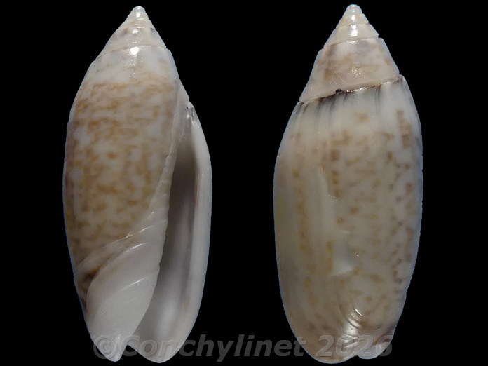 Oliva australis