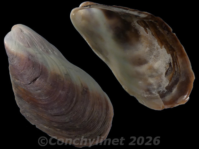 Modiolus areolatus