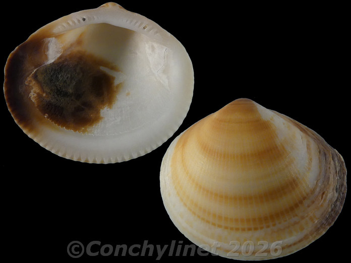 Glycymeris radians