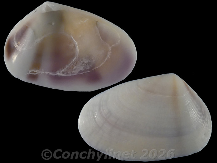 Latona columbella