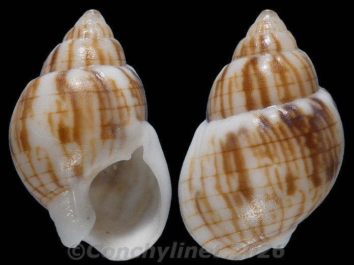 Nassarius particeps Nassarius particeps