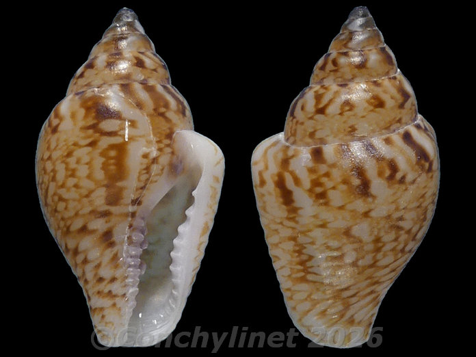 Pyrene bidentata