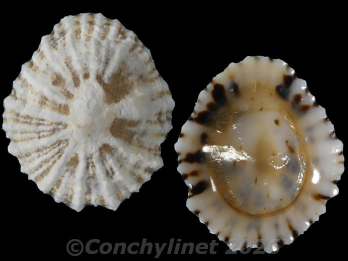 Siphonaria zelandica