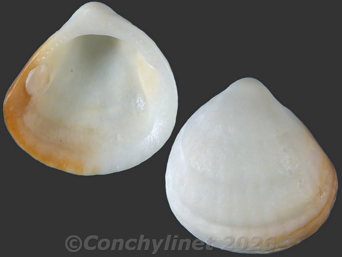 Tucetona sordida