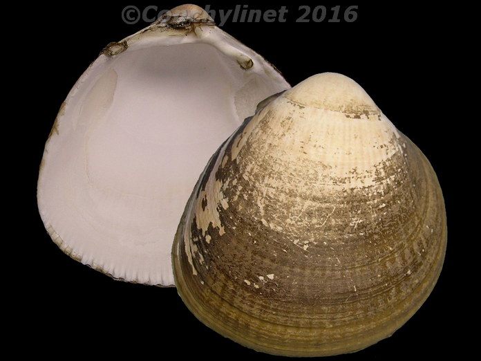 Laevicardium crassum