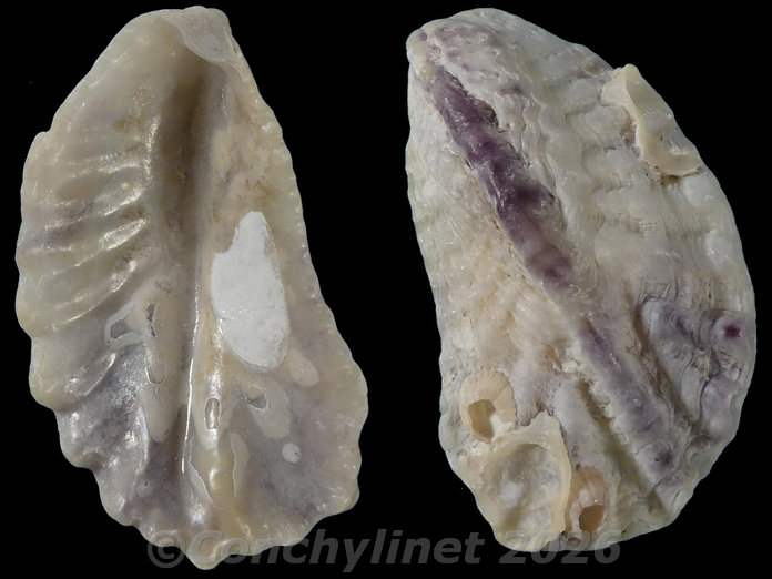 Dendostrea folium