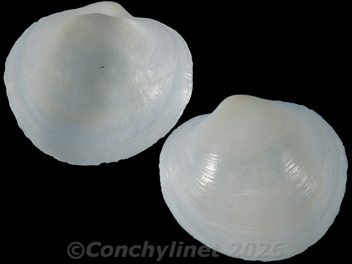 Euanodontia perplexa