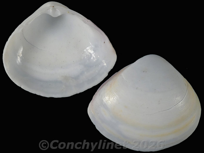 Mactra pura