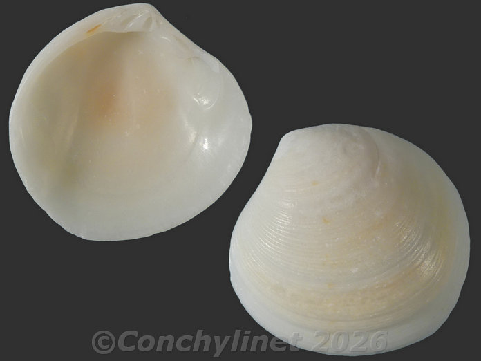 Redicirce sulcata