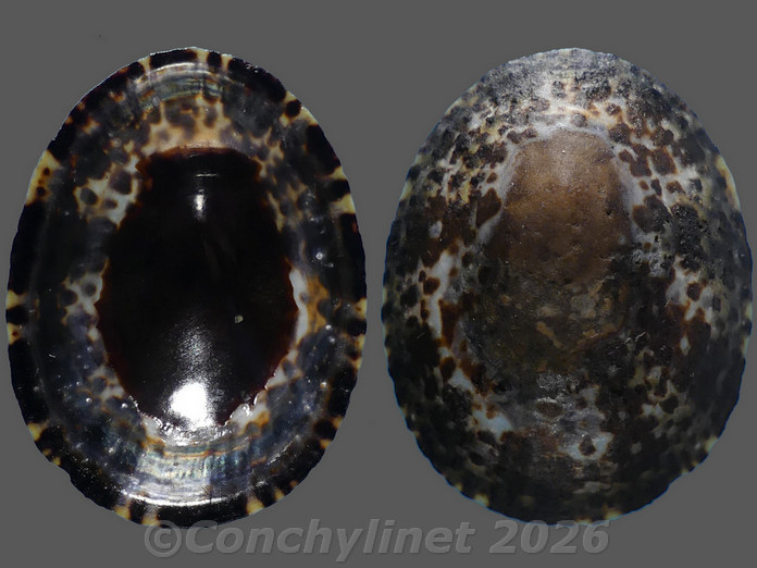 Cellana grata