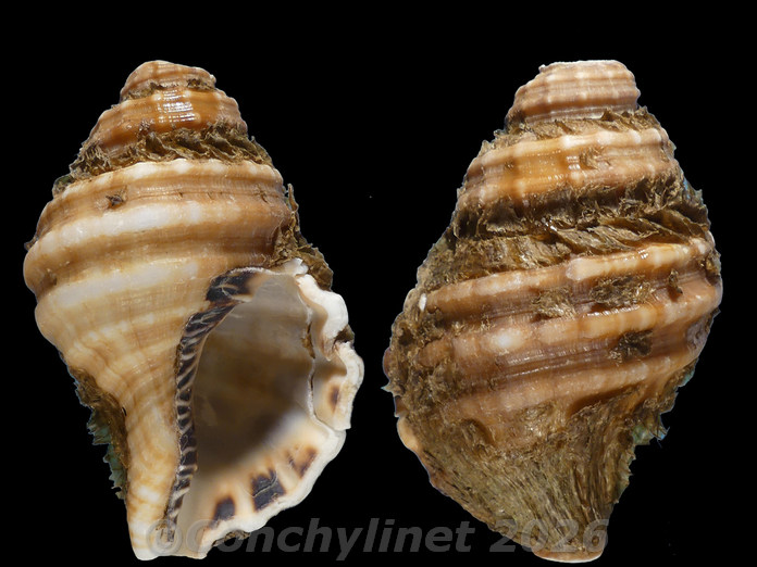 Monoplex parthenopeus