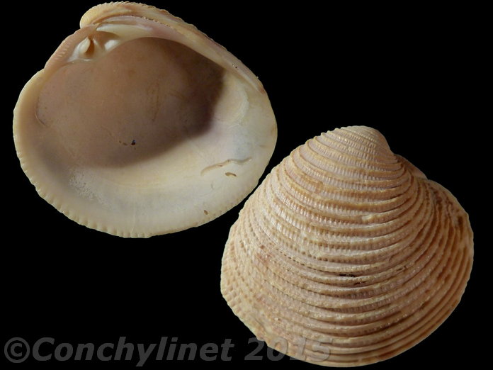 Chione intapurpurea