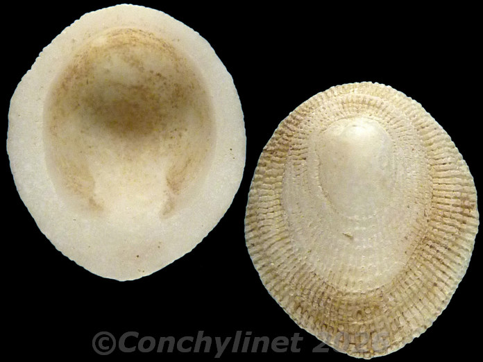 Pilosabia trigona