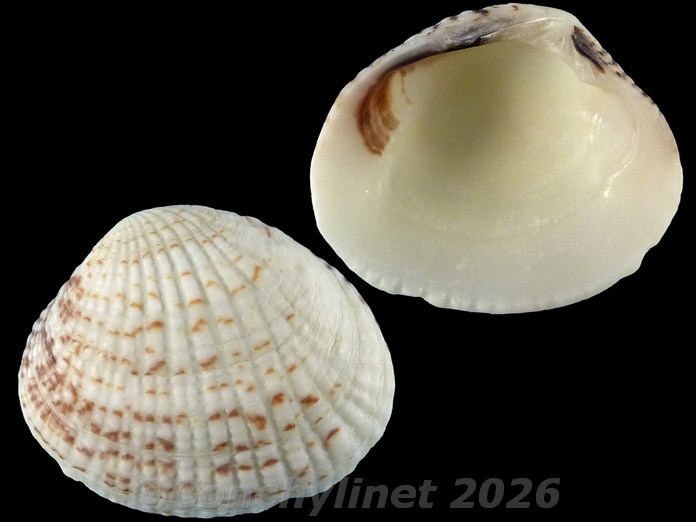 Gafrarium pectinatum