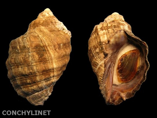 Acanthina lugubris