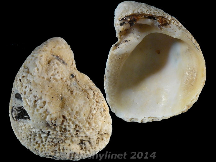 Pseudochama exogyra