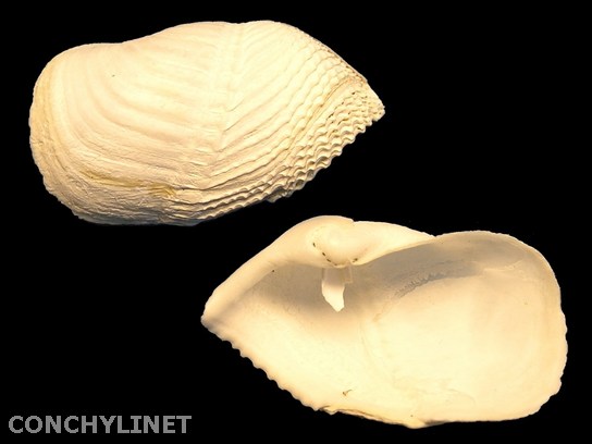 Zirfaea pilsbryi