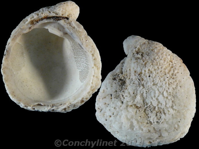 Pseudochama exogyra