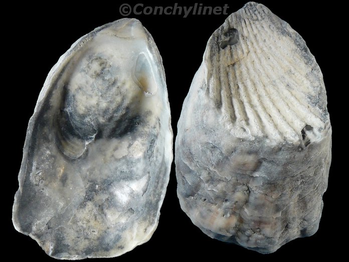 Ostrea lurida