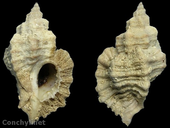 Ocinebra erinacea