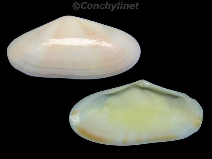 Tellina radiata