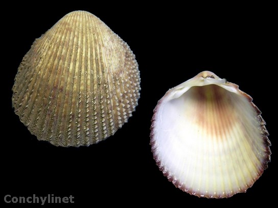Trachycardium isocardia