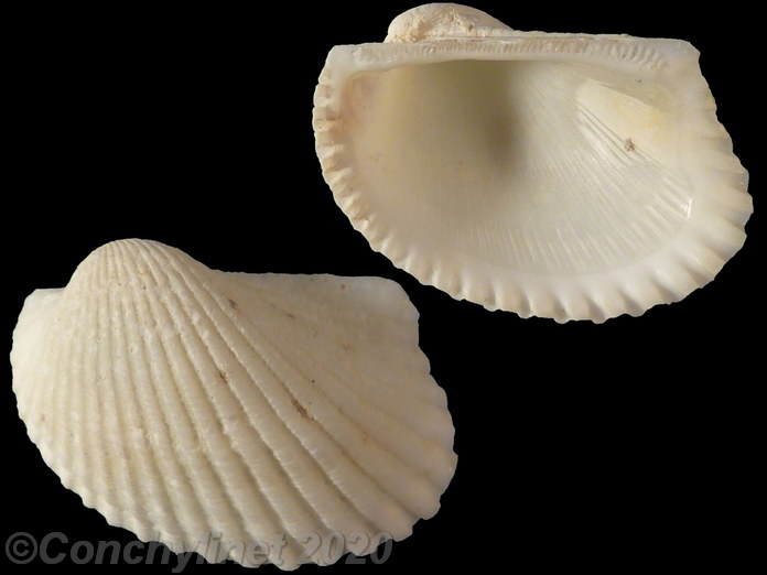 Anadara notabilis