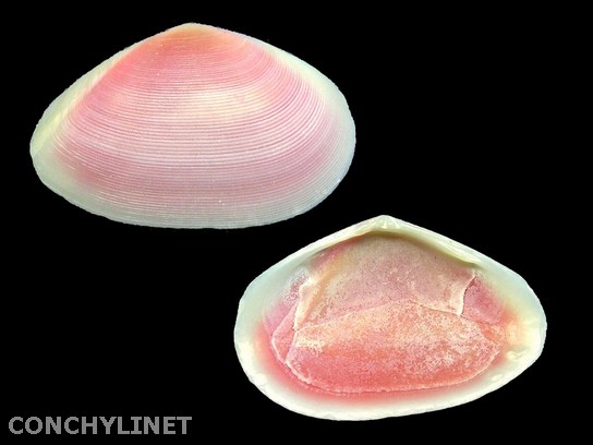 Tellina punicea