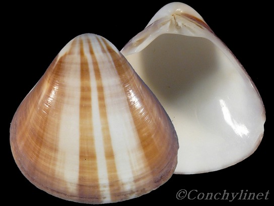 Tivela ventricosa