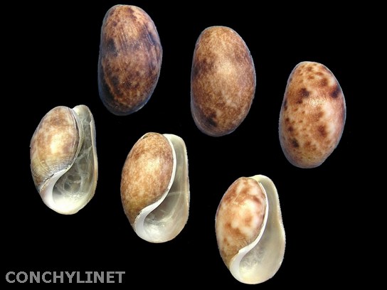 Bulla striata
