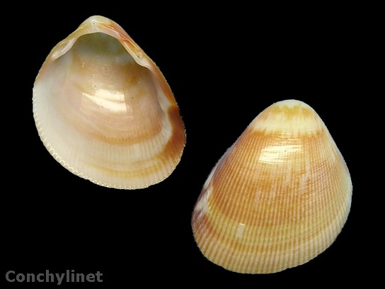 Laevicardium pictum