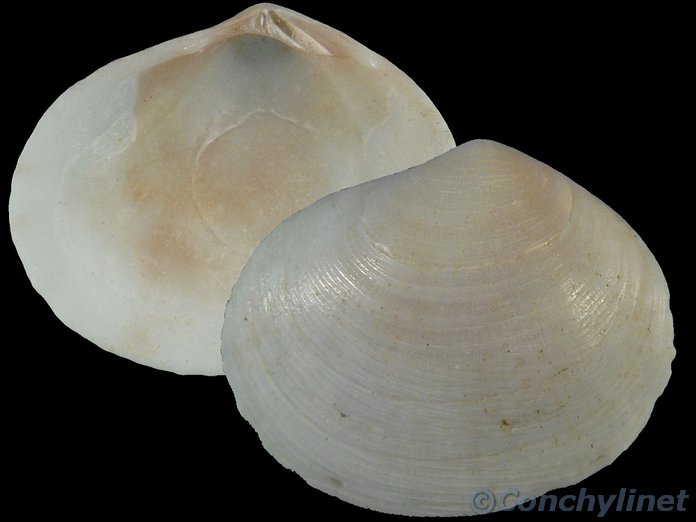 Semele proficua