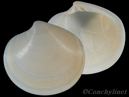 Dosinia concentrica