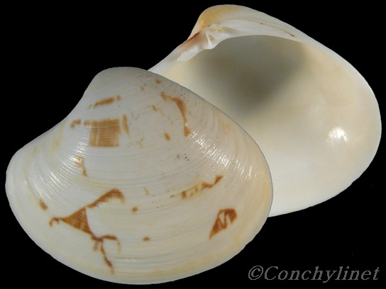 Pitar fulminatus