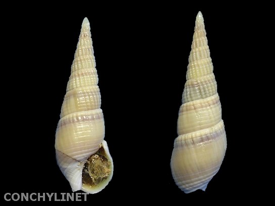 Bullia melanoides