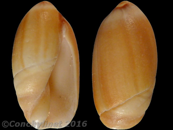 Ancilla acuminata