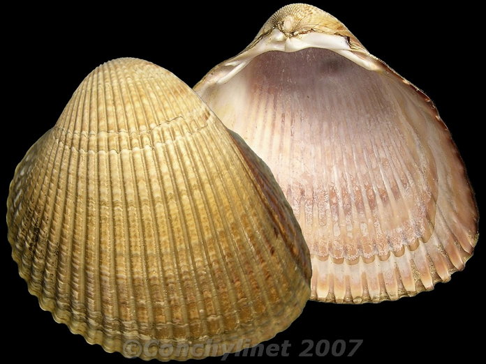 Dinocardium robustum