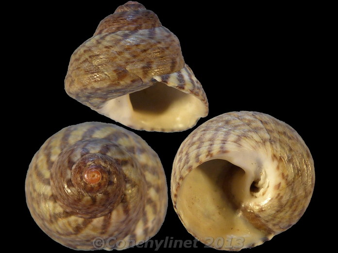 Gibbula candei