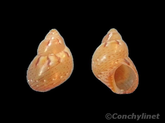 Tricolia pullus