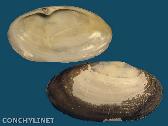 Lutraria lutraria